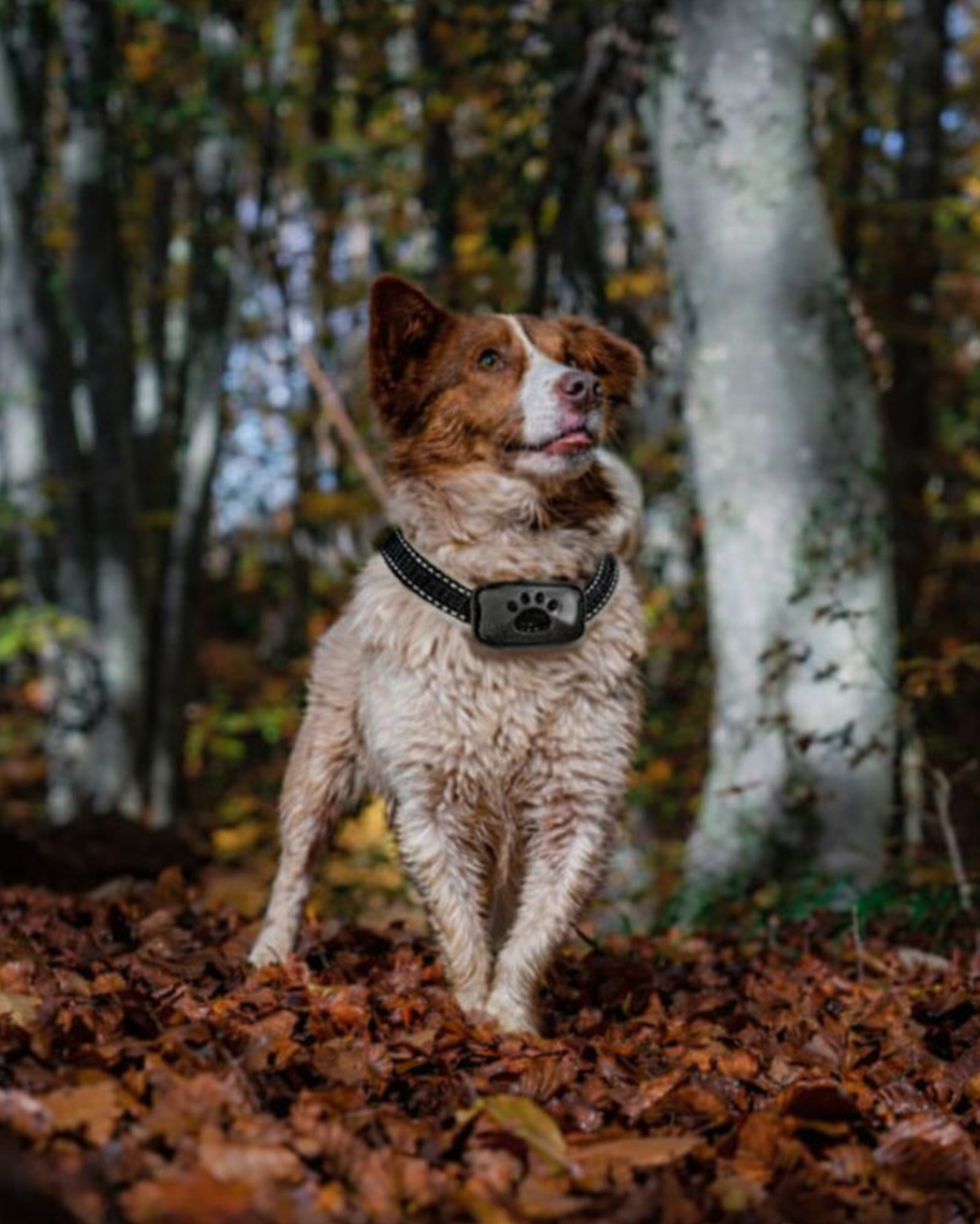 Pet Dog anti Barking Device USB Rechargeable Dogs Training Collar Ultrasonic Stop Barking Vibration anti Bark Collar